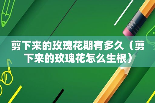剪下来的玫瑰花期有多久（剪下来的玫瑰花怎么生根）