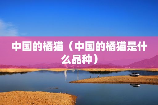 中国的橘猫（中国的橘猫是什么品种）
