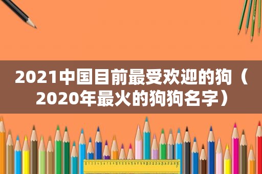 2021中国目前最受欢迎的狗（2020年最火的狗狗名字）