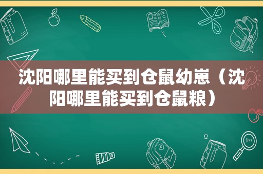 沈阳哪里能买到仓鼠幼崽（沈阳哪里能买到仓鼠粮）