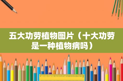 五大功劳植物图片（十大功劳是一种植物病吗）