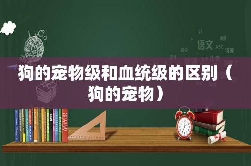 狗的宠物级和血统级的区别（狗的宠物）