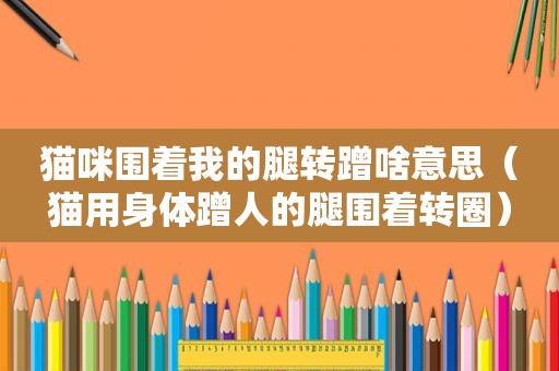 猫咪围着我的腿转蹭啥意思（猫用身体蹭人的腿围着转圈）