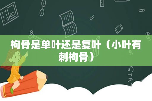 枸骨是单叶还是复叶（小叶有刺枸骨）