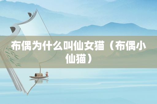布偶为什么叫仙女猫（布偶小仙猫）