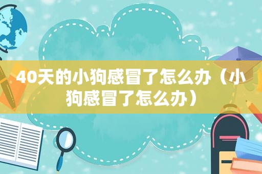 40天的小狗感冒了怎么办（小狗感冒了怎么办）