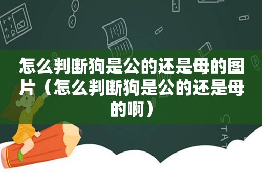 怎么判断狗是公的还是母的图片（怎么判断狗是公的还是母的啊）