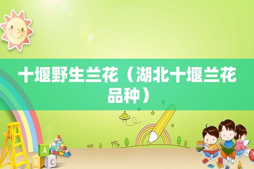 十堰野生兰花（湖北十堰兰花品种）