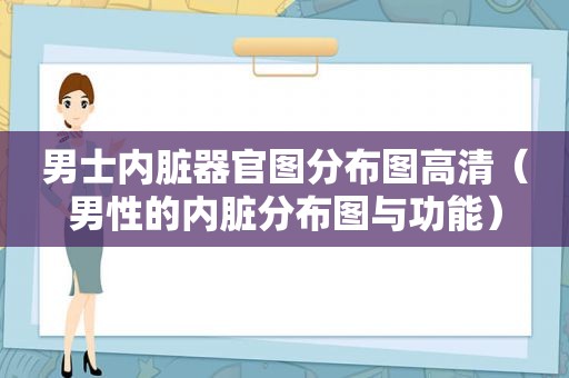 男士内脏器官图分布图高清（男性的内脏分布图与功能）