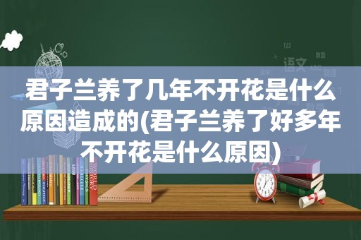 君子兰养了几年不开花是什么原因造成的(君子兰养了好多年不开花是什么原因)