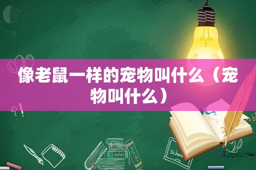 像老鼠一样的宠物叫什么（宠物叫什么）