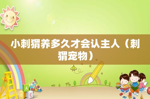 小刺猬养多久才会认主人（刺猬宠物）