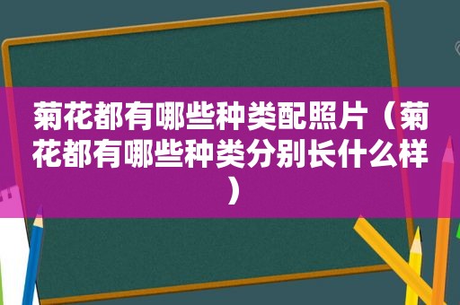 菊花都有哪些种类配照片（菊花都有哪些种类分别长什么样）