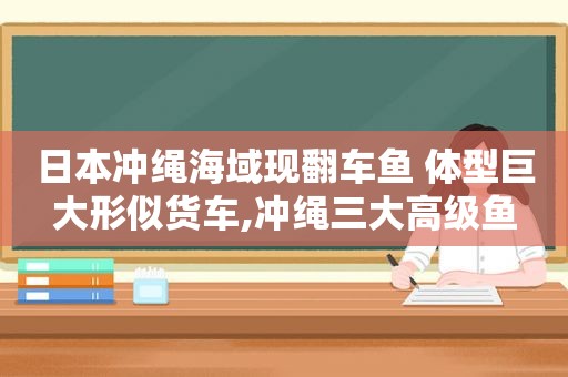 日本冲绳海域现翻车鱼 体型巨大形似货车,冲绳三大高级鱼