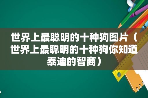 世界上最聪明的十种狗图片（世界上最聪明的十种狗你知道泰迪的智商）