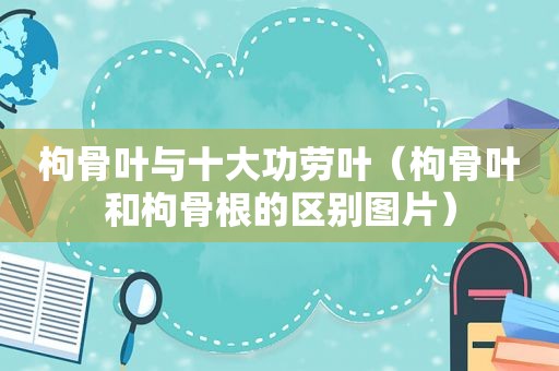 枸骨叶与十大功劳叶（枸骨叶和枸骨根的区别图片）