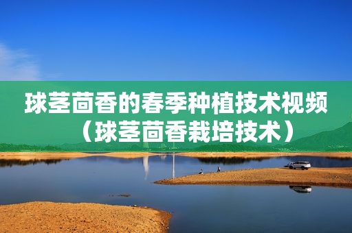 球茎茴香的春季种植技术视频（球茎茴香栽培技术）