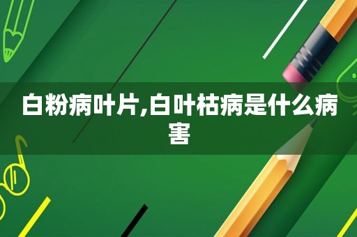白粉病叶片,白叶枯病是什么病害