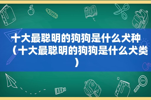 十大最聪明的狗狗是什么犬种（十大最聪明的狗狗是什么犬类）