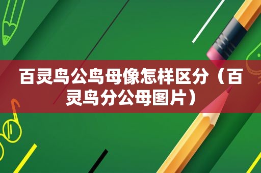 百灵鸟公鸟母像怎样区分（百灵鸟分公母图片）