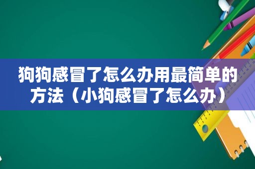 狗狗感冒了怎么办用最简单的方法（小狗感冒了怎么办）