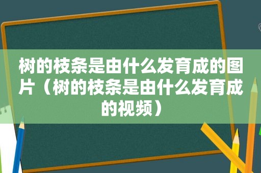 树的枝条是由什么发育成的图片（树的枝条是由什么发育成的视频）