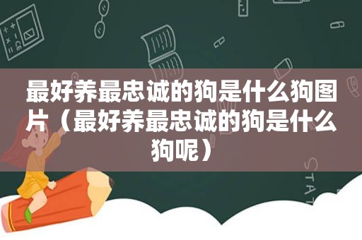 最好养最忠诚的狗是什么狗图片（最好养最忠诚的狗是什么狗呢）
