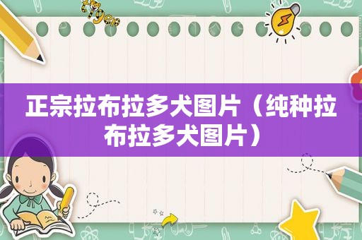正宗拉布拉多犬图片（纯种拉布拉多犬图片）