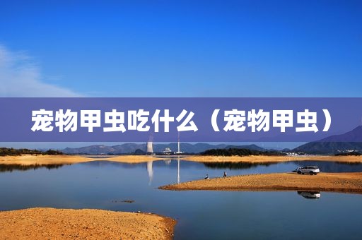 宠物甲虫吃什么（宠物甲虫）