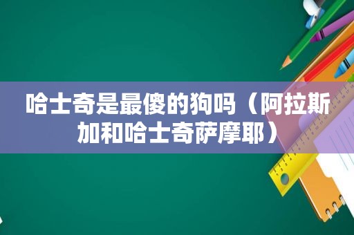 哈士奇是最傻的狗吗（阿拉斯加和哈士奇萨摩耶）