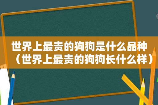 世界上最贵的狗狗是什么品种（世界上最贵的狗狗长什么样）