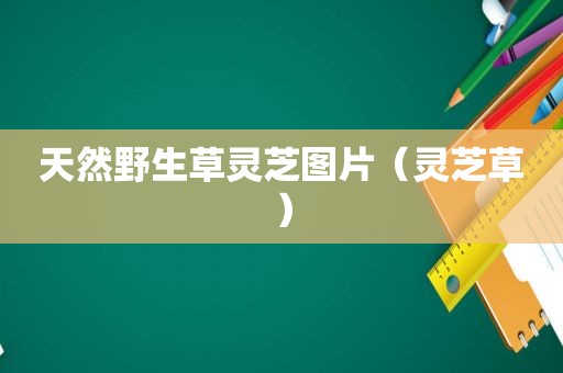 天然野生草灵芝图片（灵芝草）