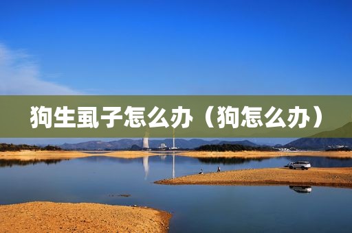 狗生虱子怎么办（狗怎么办）