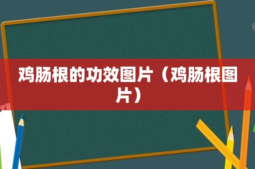 鸡肠根的功效图片（鸡肠根图片）