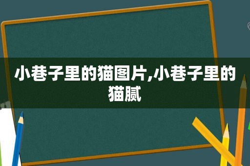 小巷子里的猫图片,小巷子里的猫腻