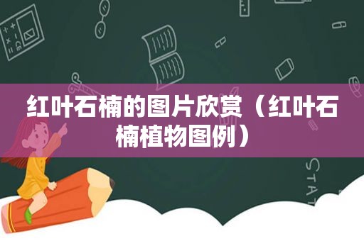 红叶石楠的图片欣赏（红叶石楠植物图例）