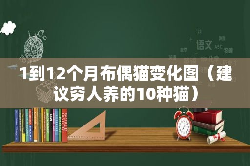 1到12个月布偶猫变化图（建议穷人养的10种猫）
