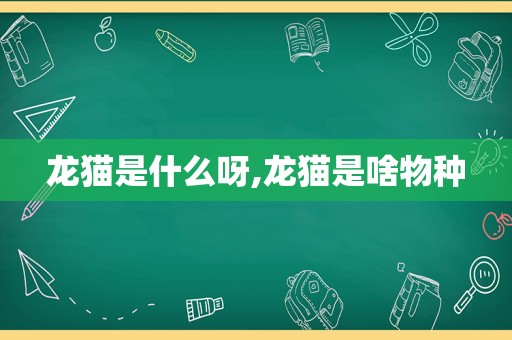龙猫是什么呀,龙猫是啥物种