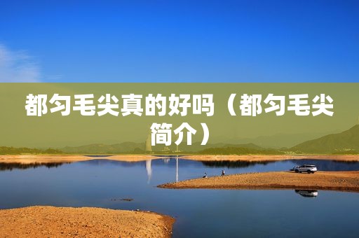 都匀毛尖真的好吗（都匀毛尖简介）