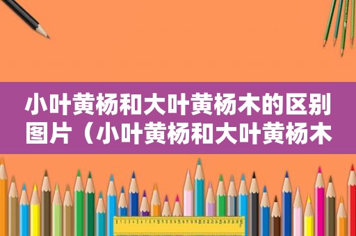 小叶黄杨和大叶黄杨木的区别图片（小叶黄杨和大叶黄杨木的区别是什么）
