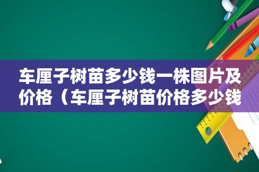 车厘子树苗多少钱一株图片及价格（车厘子树苗价格多少钱一棵）