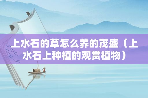 上水石的草怎么养的茂盛（上水石上种植的观赏植物）