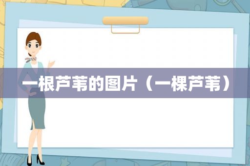 一根芦苇的图片（一棵芦苇）