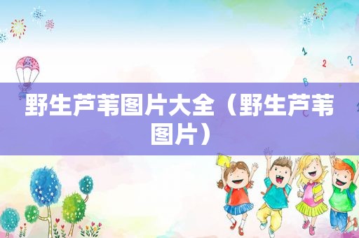 野生芦苇图片大全（野生芦苇图片）