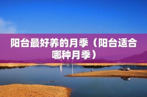 阳台最好养的月季（阳台适合哪种月季）