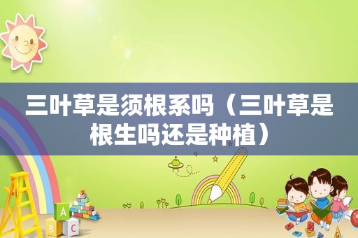 三叶草是须根系吗（三叶草是根生吗还是种植）