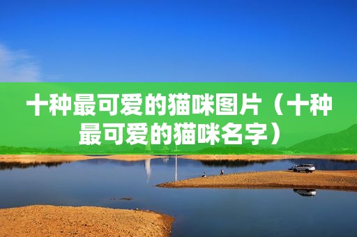 十种最可爱的猫咪图片（十种最可爱的猫咪名字）