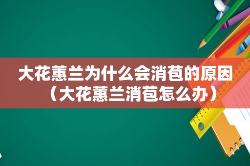 大花蕙兰为什么会消苞的原因（大花蕙兰消苞怎么办）