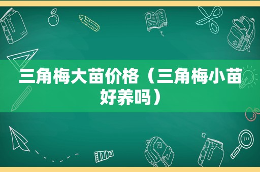 三角梅大苗价格（三角梅小苗好养吗）