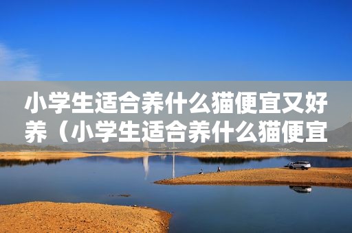 小学生适合养什么猫便宜又好养（小学生适合养什么猫便宜）